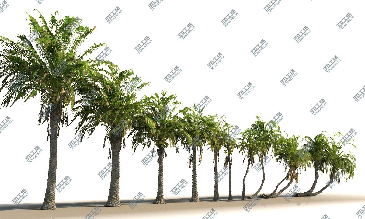 images/goods_img/202104092/Coconut Palm Animated Pack 12 3D/3.jpg